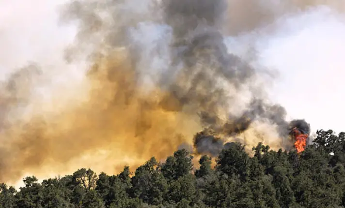 impact of la wildfires